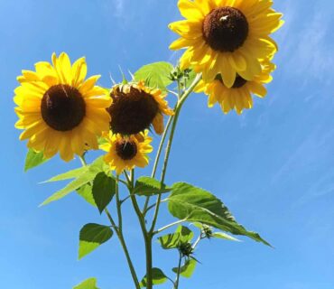 5_Tournesols copie