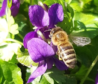 abeille_Violette copie